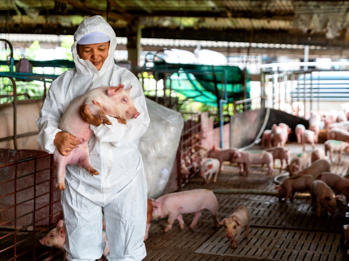 A vet examines a pig at a farm in Denmark. Ninety per cent of all Danish herds now have MRSA, which is symptomless in pigs, up from 5 per cent in 2008 (Getty)