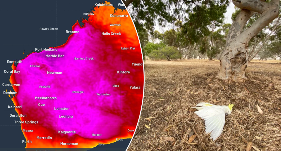 A map showing the heat distribution in West Australia (left). A bird seen lying on the ground (right).