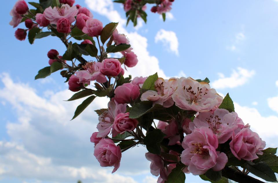 Flowers that have bloomed on one of the apple trees in "Wonderland" at Rose Hill Farm in Red Hook on May 8, 2024.