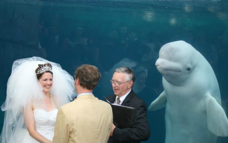 People are going crazy for this wedding-crashing beluga whale. Photo from Reddit.