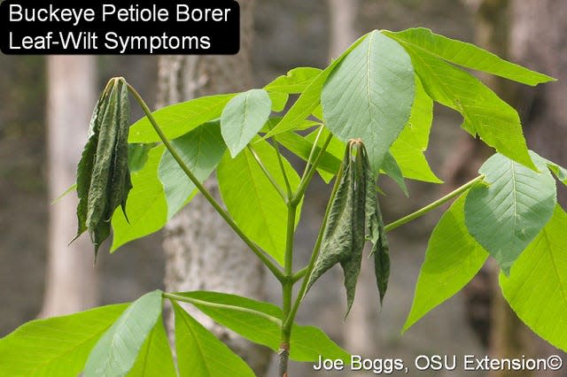 Wilting leaves on Ohio Buckeye trees in spring is typically caused by Buckeye Petiole Borer caterpillars.