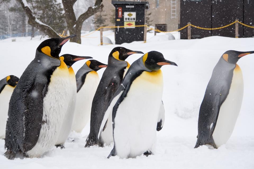 旭山動物園（圖片來源：Getty Creative）