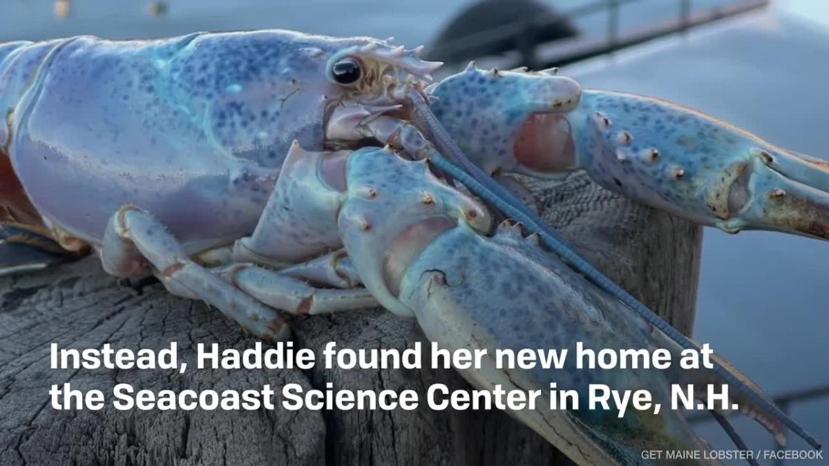 ‘1 In 100 Million Cotton Candy Lobster Caught In Maine Finds A Home At