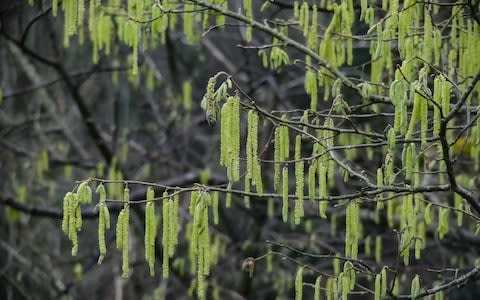 Many people reported flowering hazel trees before Christmas 