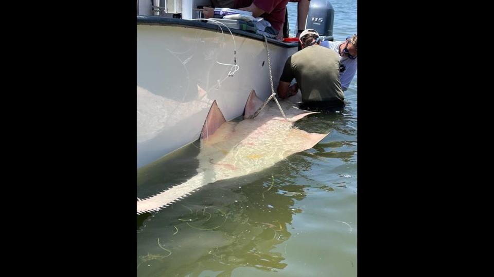 When a ray is flipped on its dorsal side, it goes into a tonic immobility and samples can be taken.