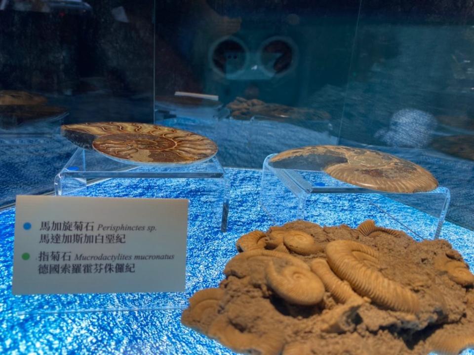國立海洋科技博物館典藏館展有化石微型展「億萬年的見證」深具可看性。（國立海洋科技博物館提供）