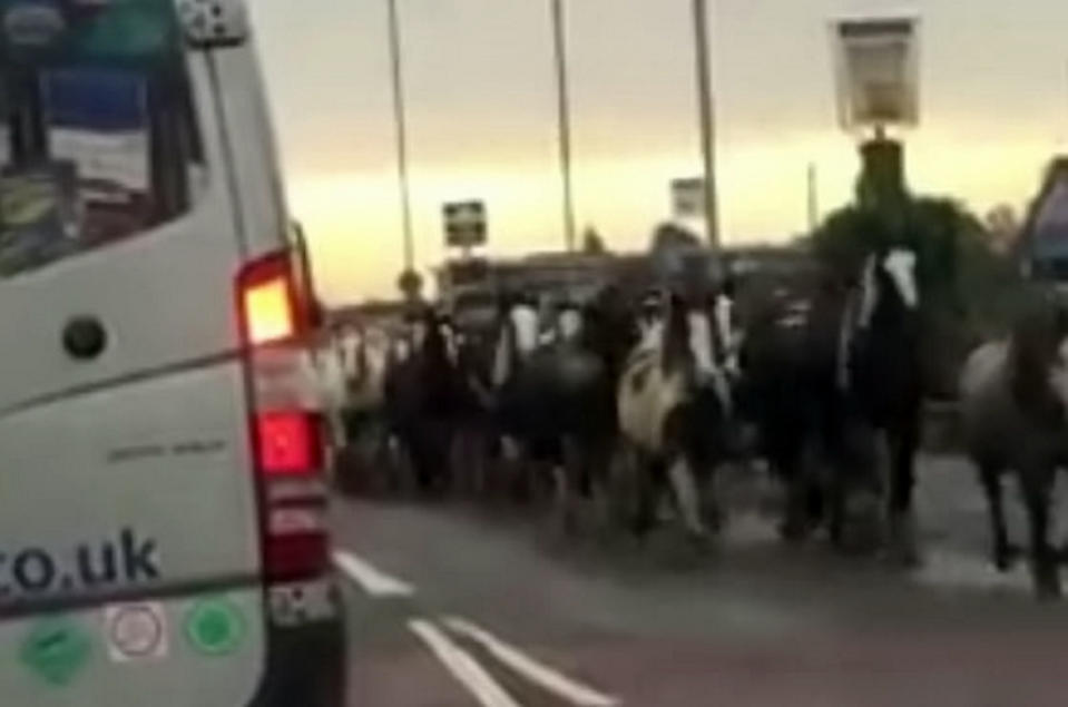 <em>Chaos – the horses had escaped from a nearby field before running down roads near Norwich (Picture: SWNS)</em>