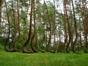 Este espectacular bosque, conocido como ‘Crooked Forest’ queda en Polonia. Cuenta con una población de más de 400 pinos cuya forma es extremadamente inusual.