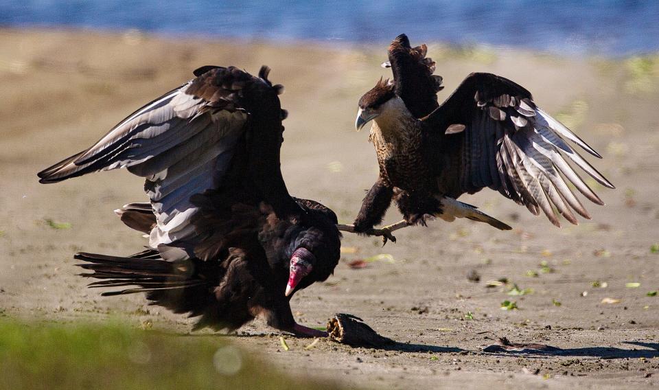 A crested caracara spars with a turkey vulture along the banks of the Caloosahatchee River at the Franklin Locks in Alva on Tuesday, Oct. 17, 2023.