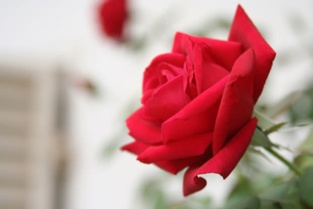 Oklahoma rose, the Oklahoma state flower<p>iStock</p>