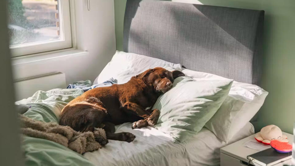 big brown lab sleeping in a bed propped up on pillows