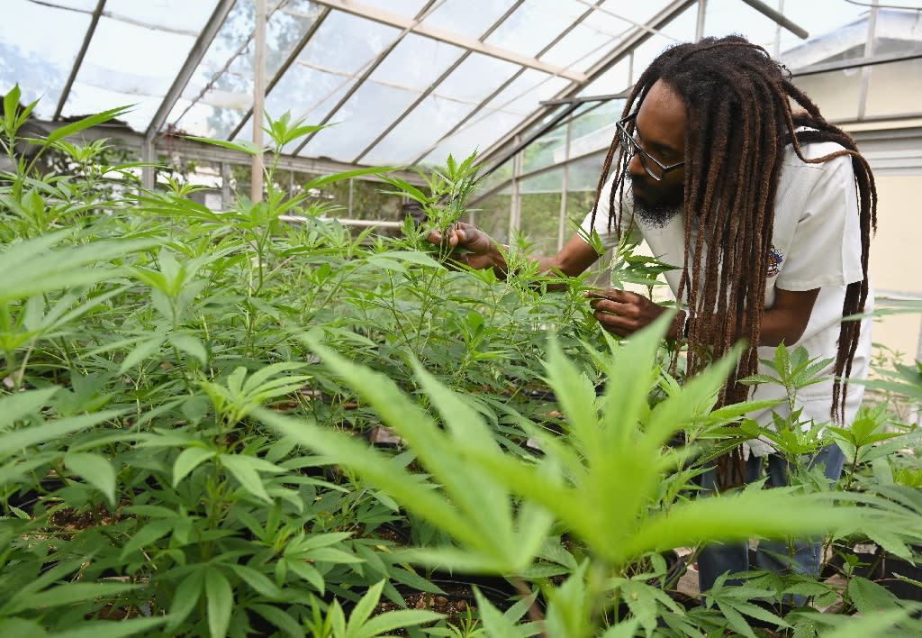 Jamaica: a scientist in search of lost ganja