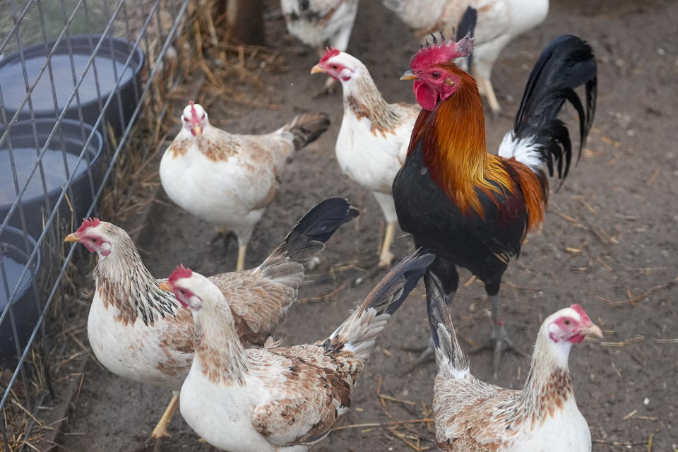 A rooster stands amid hens inside a coup at Troy Farms, Tuesday, Jan. 23, 2024, in Wilson, Okla. Before Oklahoma became one of the last places in the U.S. to outlaw cockfighting in 2002, it wasn't uncommon to see hundreds of spectators packed into small arenas in rural parts of the state to watch roosters, often outfitted with razor-sharp steel blades, fight until a bloody death. (AP Photo/Julio Cortez)