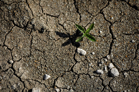 A green plant is seen in the home village of Jakelin Caal, a 7-year-old girl who handed herself in to U.S. border agents earlier this month and died after developing a high fever while in the custody of U.S. Customs and Border Protection, in San Antonio Secortez, in Guatemala December 21, 2018. Picture taken December 21, 2018. REUTERS/Carlos Barria