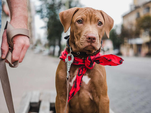 Sweet, Deaf Dog Has Spent More Than 400 Days in a Maine Shelter