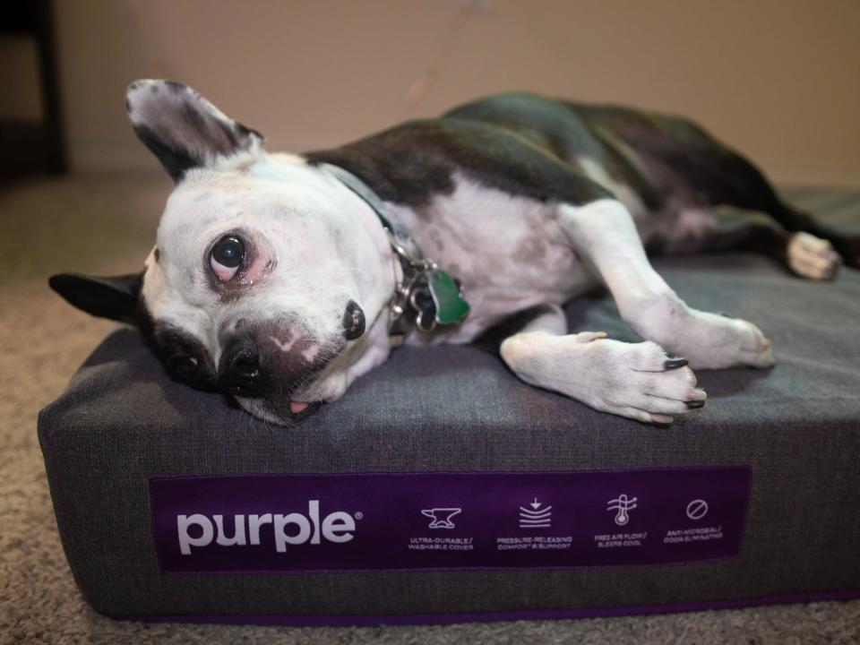 Purple Pet Bed review: a durable, comfortable & washable dog bed
