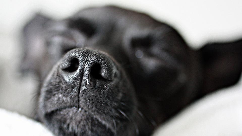 dog nose