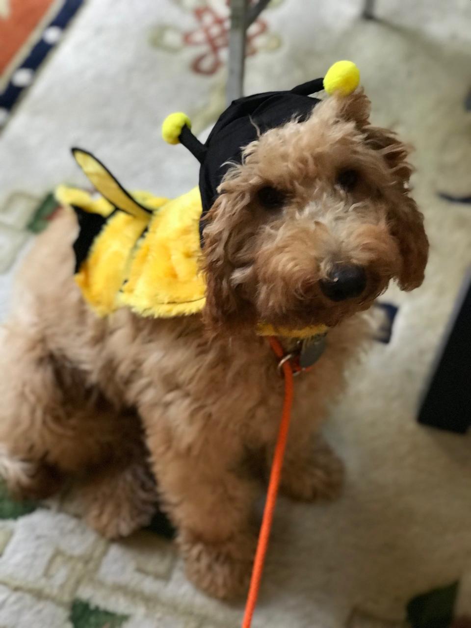 A bumblebee on a leash!