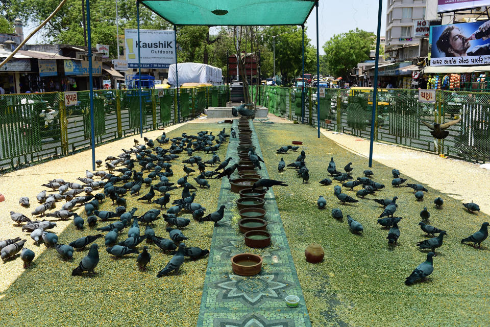 Pigeons gather under a shaded area during a hot day in Ahmedabad, India, on May 17.<span class="copyright">Sam Panthaky—AFP/Getty Images</span>