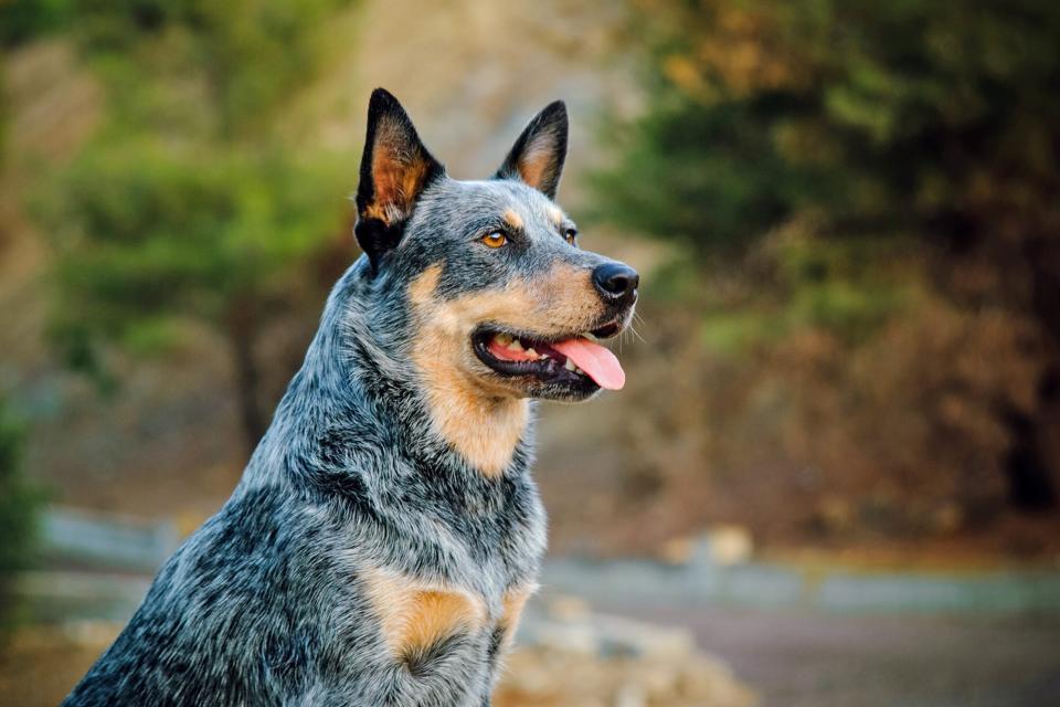 Portrait of Australian Cattle dog with forest background