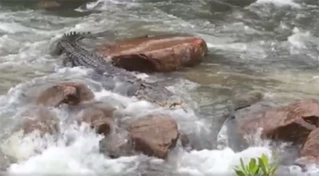 The four-metre croc waded through the rapids in the Northern Territory river. Photo: Facebook/MattWright