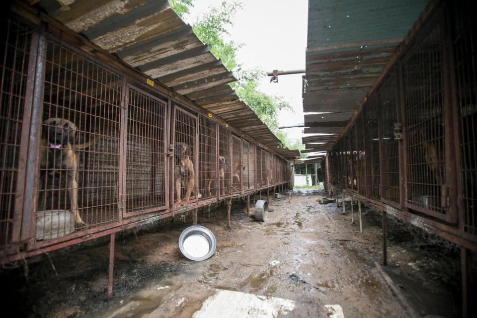 The charity freed 149 dogs in Yesan (Jean Chung for Humane Society International)