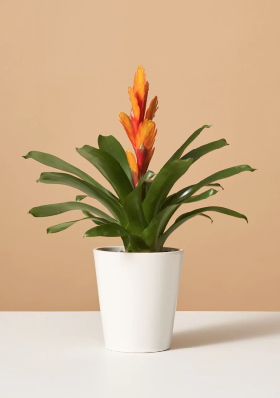 <p><a href="https://go.redirectingat.com?id=74968X1596630&url=https%3A%2F%2Fwww.thesill.com%2Fproducts%2Fbromeliad-vriesea-intenso-orange&sref=https%3A%2F%2Fwww.housebeautiful.com%2Flifestyle%2Fgardening%2Fg3716%2Fbest-office-plants%2F" rel="nofollow noopener" target="_blank" data-ylk="slk:Shop Now;elm:context_link;itc:0;sec:content-canvas" class="link rapid-noclick-resp">Shop Now</a></p><p>Orange Bromeliad</p><p>thesill.com</p><p>$140.00</p><span class="copyright">The Sill</span>