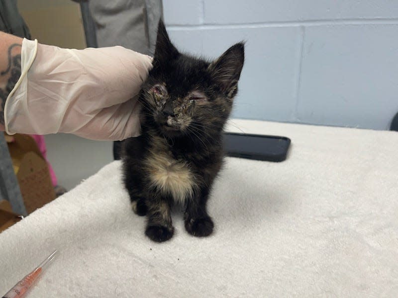 Ames Animal Shelter and Animal Control rescued 27 cats from an inhospitable hoarding situation on Dec. 13. The kittens are being treated at Ames Animal Shelter and will all survive, though one kitten's is in danger of losing its eyes.