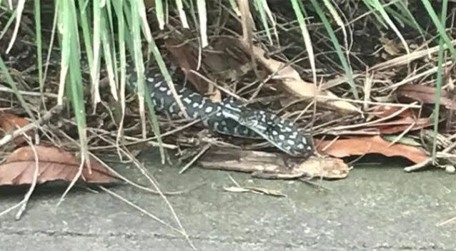 This snake came out of the bushes as a woman was walking by. Source: Facebook