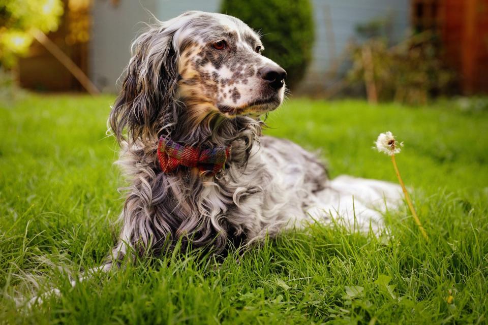 20 best dogs for kids english setter