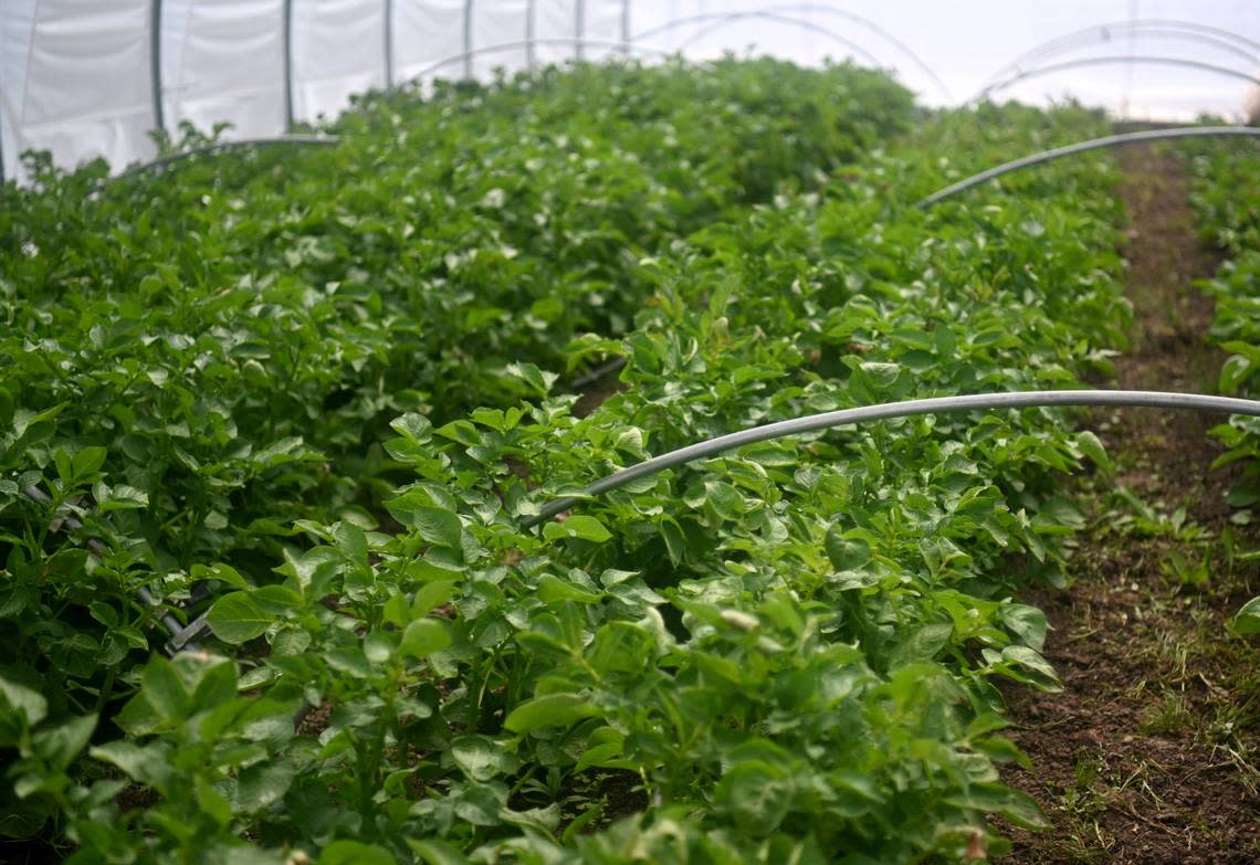 Potatoes grow at Blackbranch Farm on Tuesday, April 9, 2024.