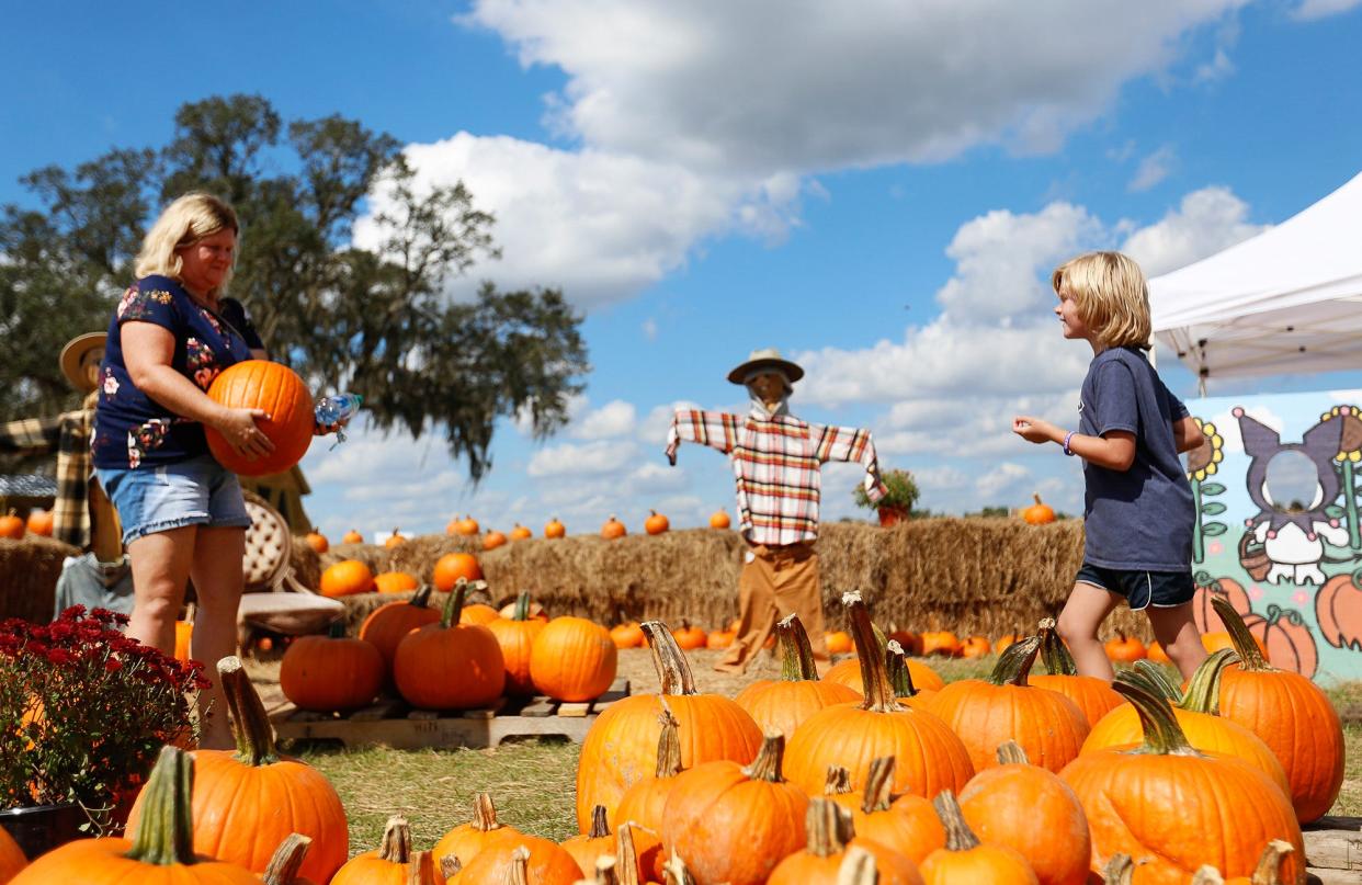 Jennifer Jones, left, and Sabri Jones, 8, pick out pumpkins at the Red, White and Blue Farm Fall Festival in Williston, Fla. Friday, Oct. 15, 2021.