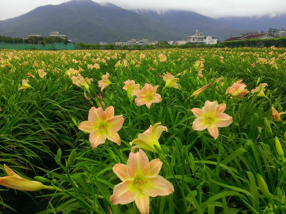 嘉德花田（圖片來源：嘉德花田）