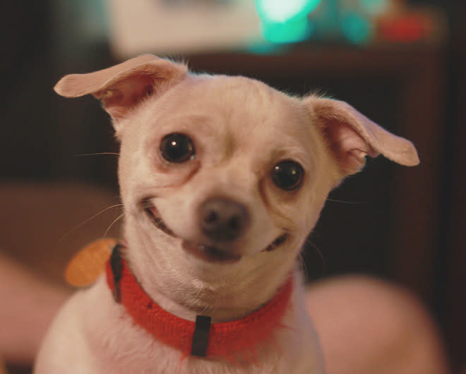 Two of their eyelids are visible and one is hidden. The third eyelid sits in the inner corner of a dog's eyes and it has invisible tear glands.