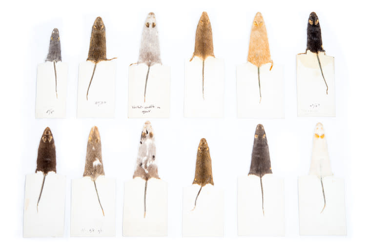 <span class="caption">Lab strain mice skins.</span> <span class="attribution"><span class="source">© UCL Grant Museum of Zoology / Oliver Siddons</span></span>