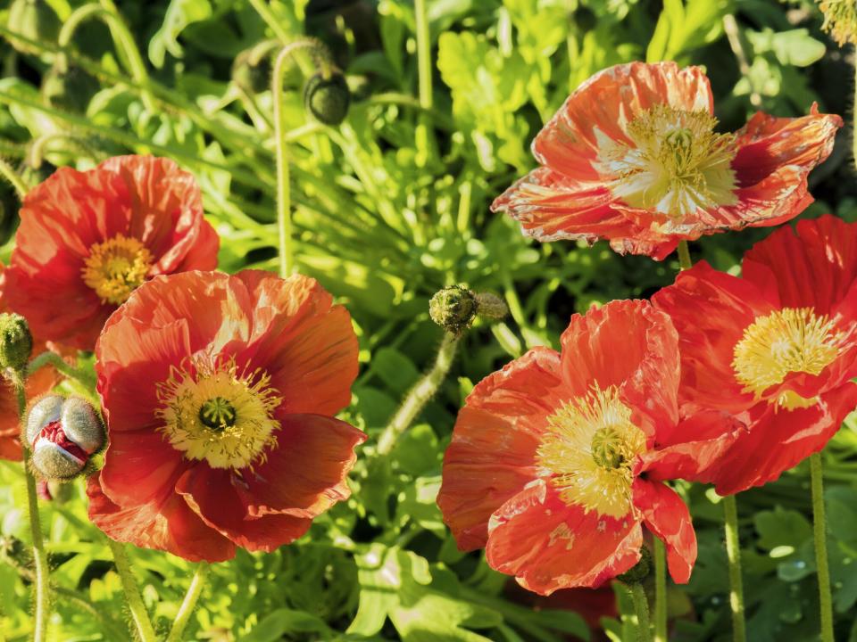 Poppies