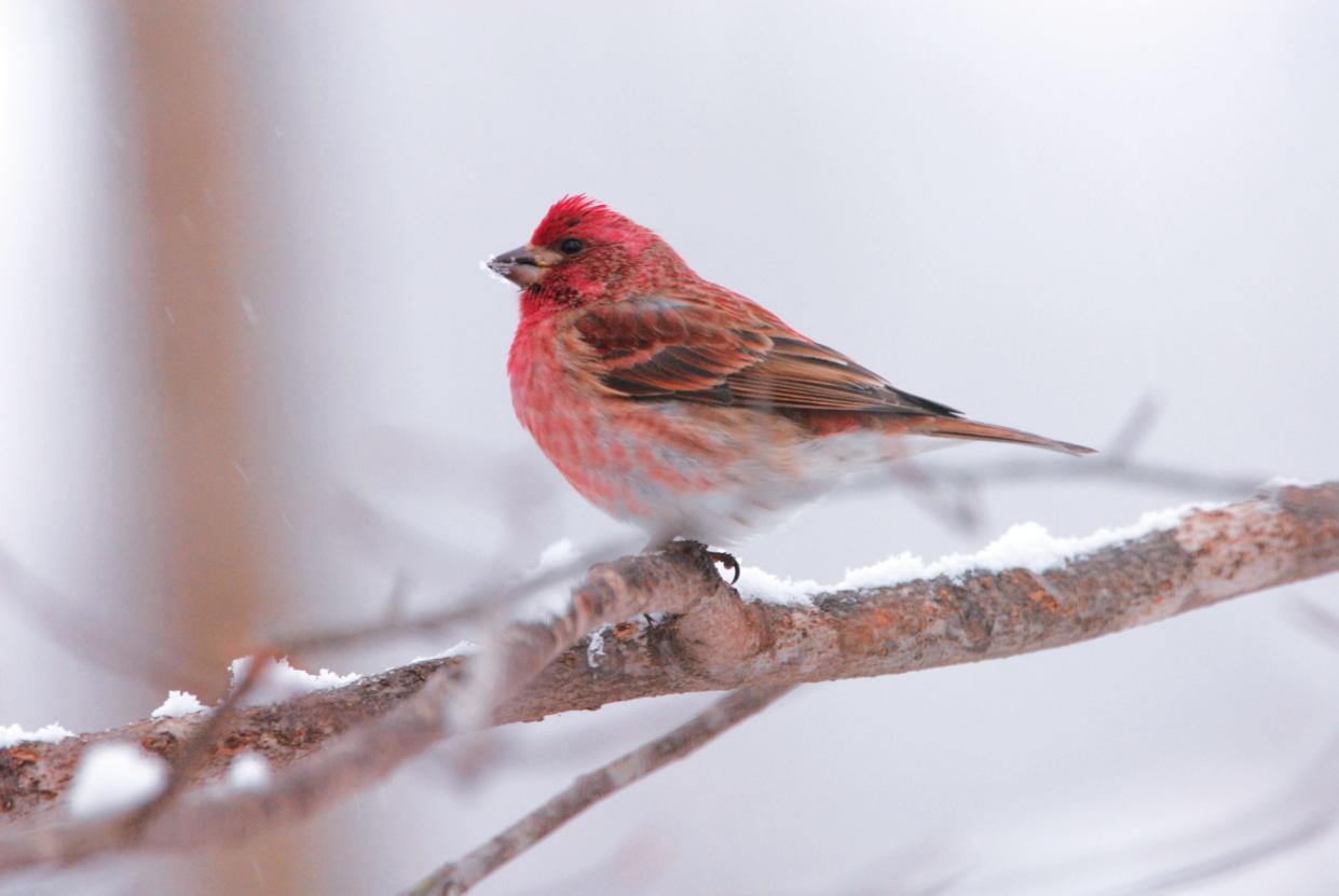 The purple finch is a seasonal migrant only found in the Smokies through the winter season. It is often seen feeding on seeds high in treetops.