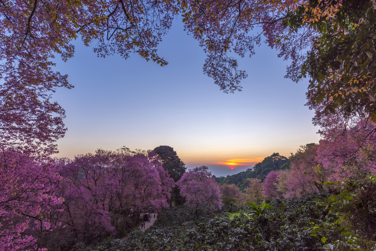 Sakura at sunrise Khun Chang Khian, Chiang Mai, Thailand, cherry blossoms frame the image with sunrise in the distance