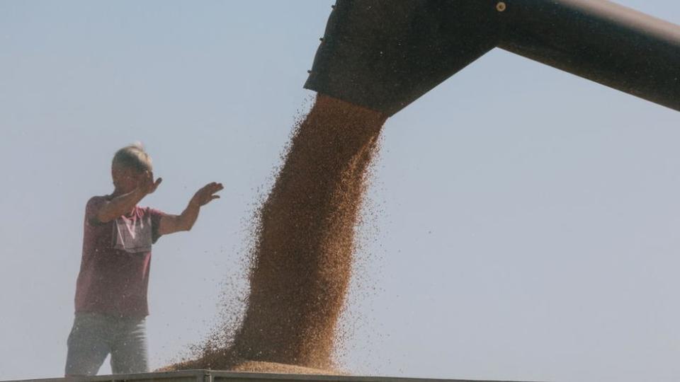 Grano recolectado de la cosecha del año anterior en Kharkiv