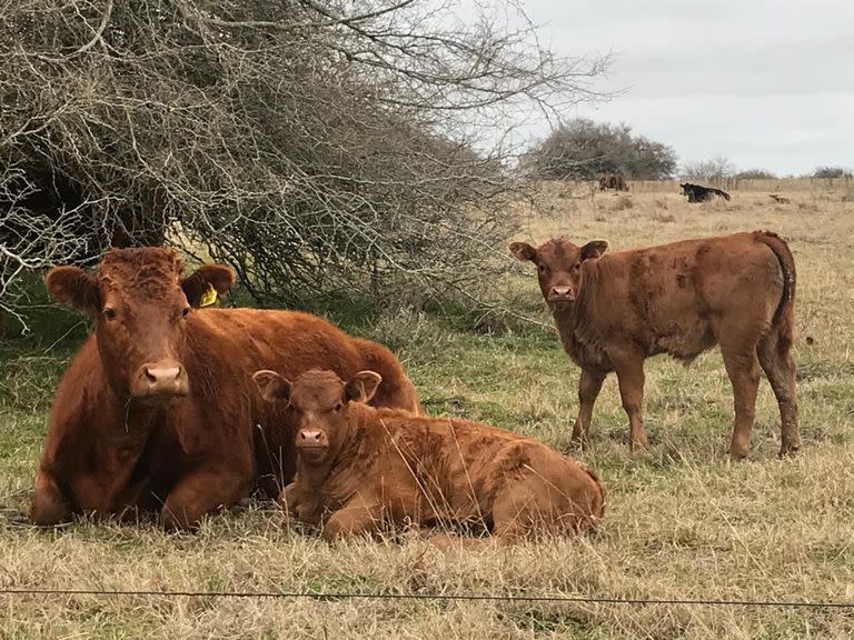 Procurar disponer de sombra, particularmente en terneros chicos, de destete precoz, y en animales a corral