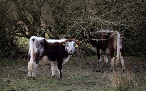 Long horn cattle graze in the grounds and estate of Knepp  - Credit:  Christopher Pledger 