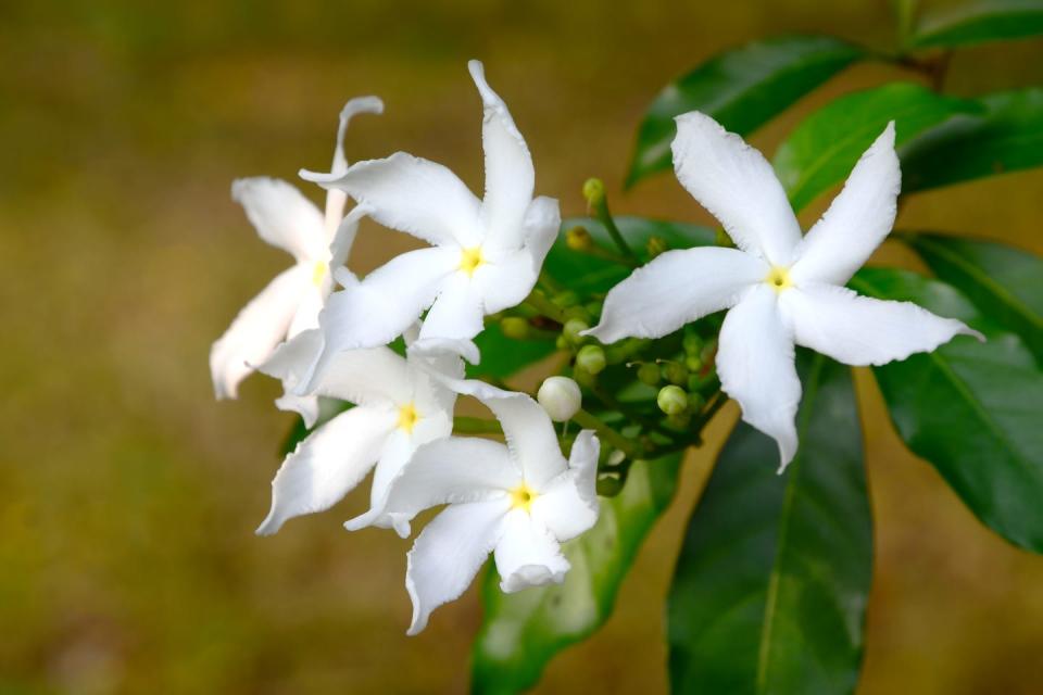 white sampaguita jasmine or arabian jasmine tropical white flow