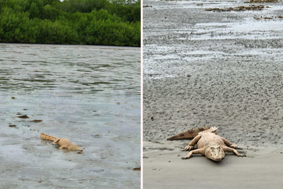 Left: A far away shot of the golden crocodile of Weipa. Right: A closer shot of the crocodile.