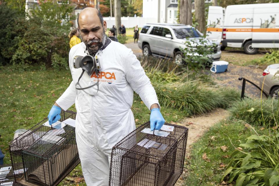 In this image provided by the ASPCA, an ASPCA worker carries enclosures for some of the nearly 300 rabbits, birds and other animals rescued from a home in Miller Place, N.Y., Tuesday, Oct. 18, 2022, on New York's Long Island. The owner of the home, Karin Keyes, 51, was charged with multiple counts of cruel confinement of animals, prosecutors announced. (Terria Clay/ASPCA via AP)