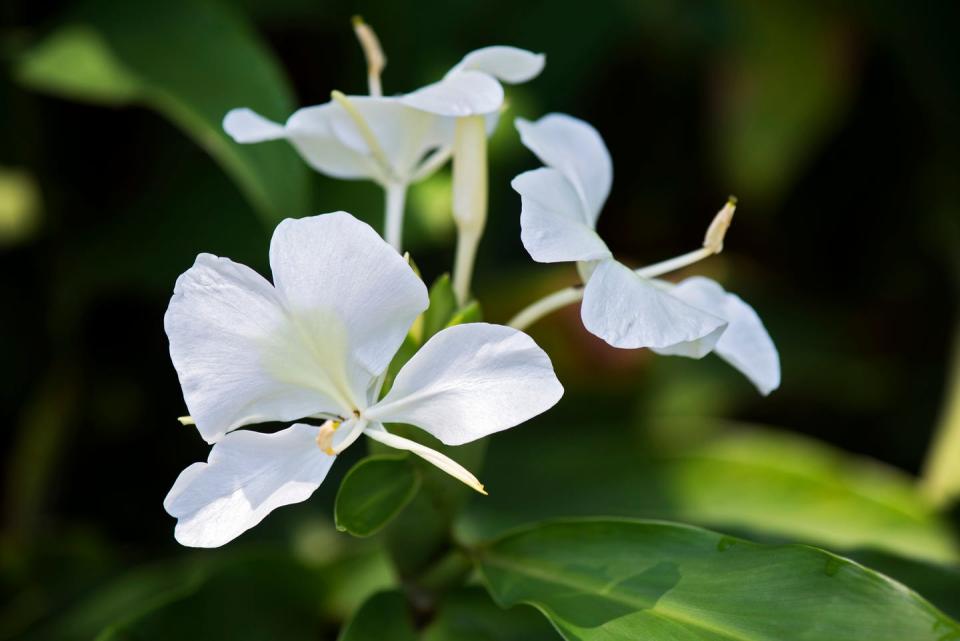 white ginger lily, famous for its perfume