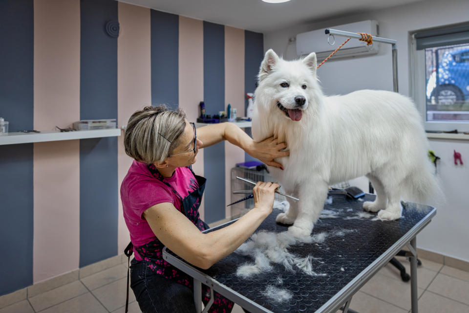 A woman grooming a dog on a table