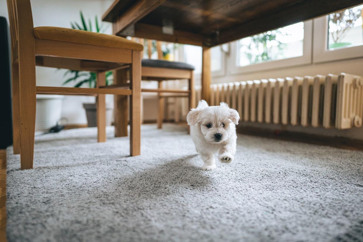 Cute little playful bichon frise running through house