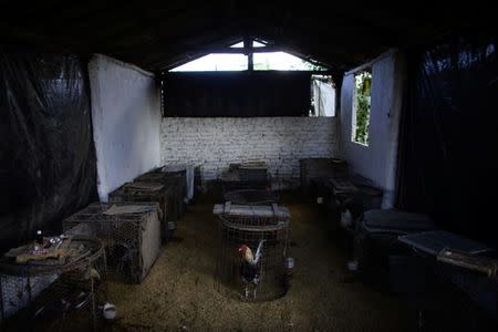 A rooster is seen at a cage in a house yard in Moron, central region of Ciego de Avila province, Cuba, February 13, 2017. REUTERS/Alexandre Meneghini