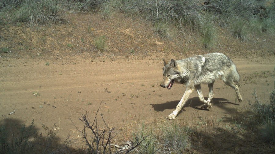 A Metolius wolf trots past a trail camera on USFS lands in Jefferson County on May, 31 2022. (Courtesy: ODFW)<br>