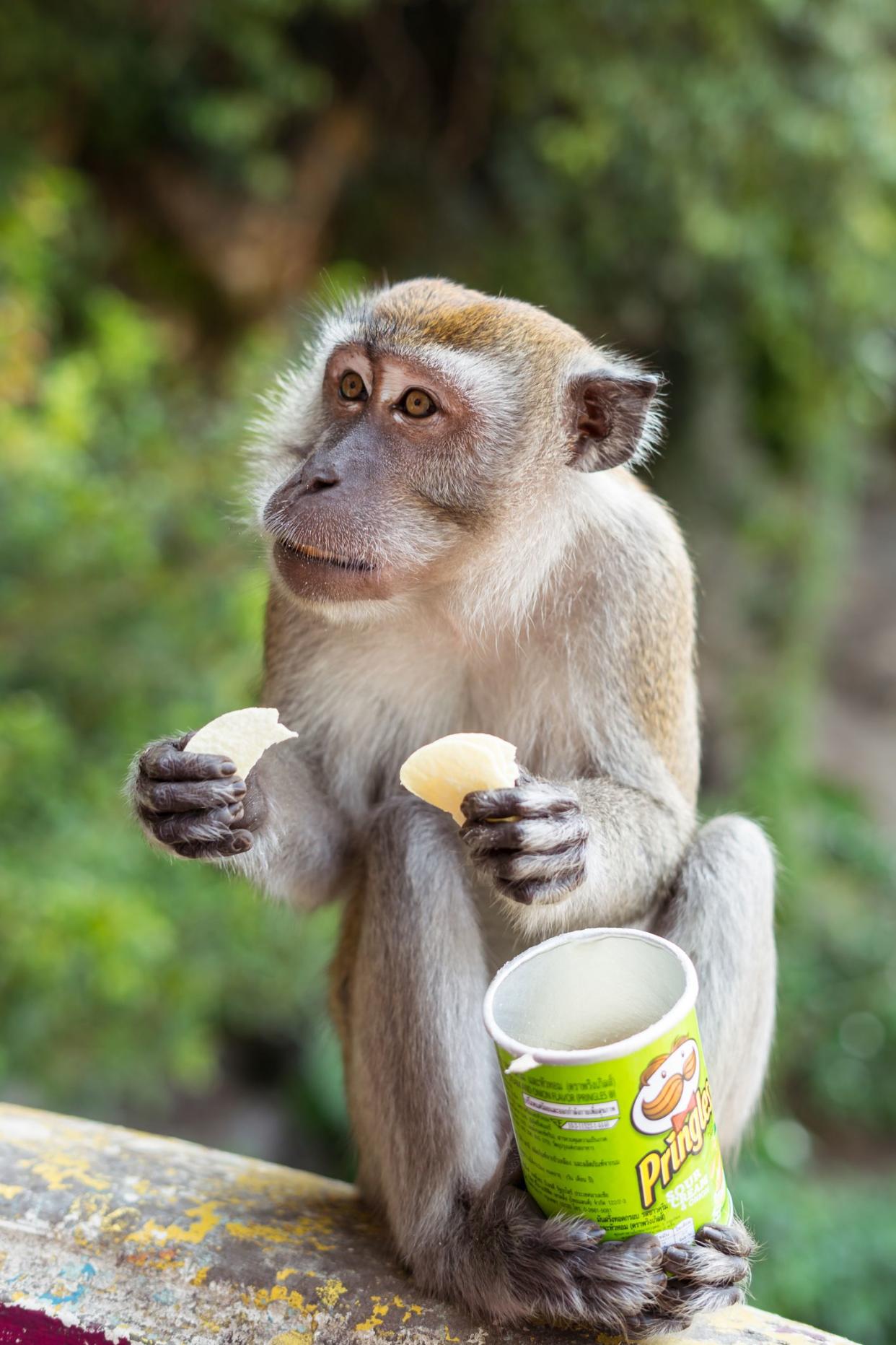 Kuala Lumpur / Malaysia - February 14, 2019: funny monkey eating potato chips from Pringles box at Batu Caves hindu temple